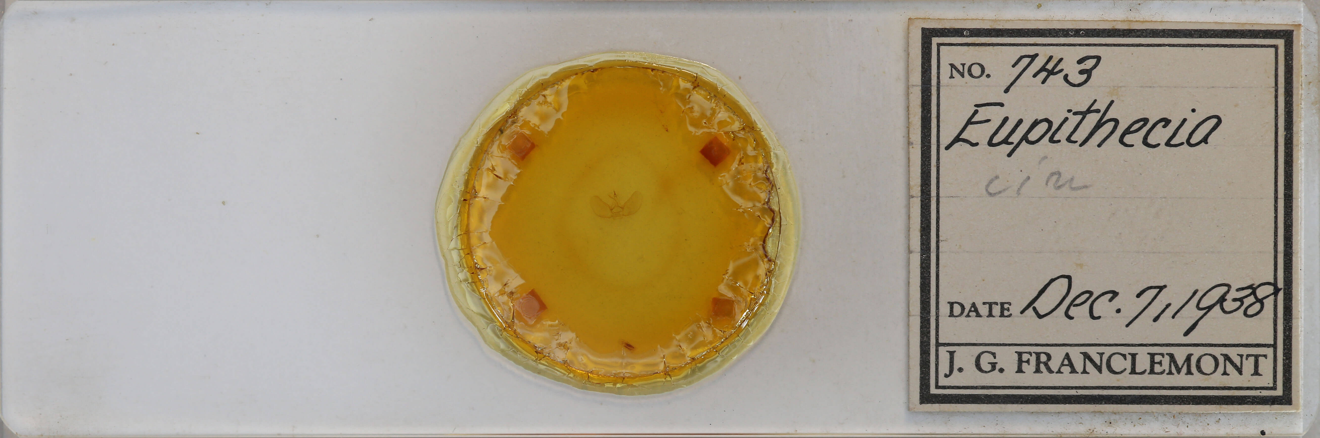 slide view of adult Eupithecia cimicifugata