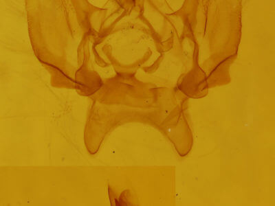 genitalia view of adult Eupithecia sp.