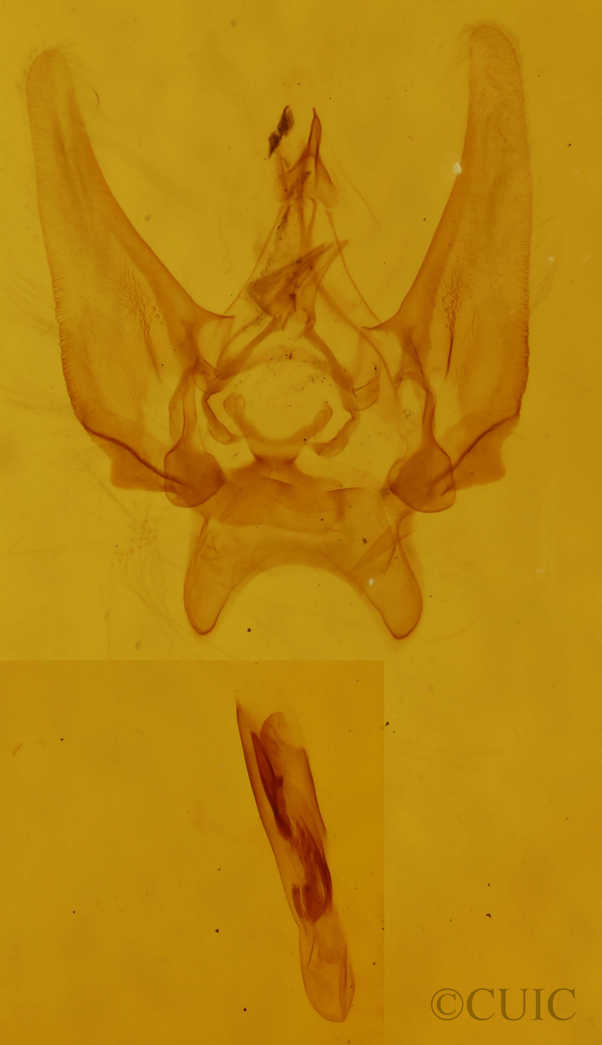 genitalia view of adult Eupithecia sp.