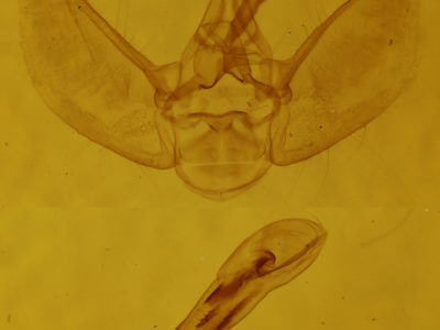 genitalia view of adult Eupithecia indistincta