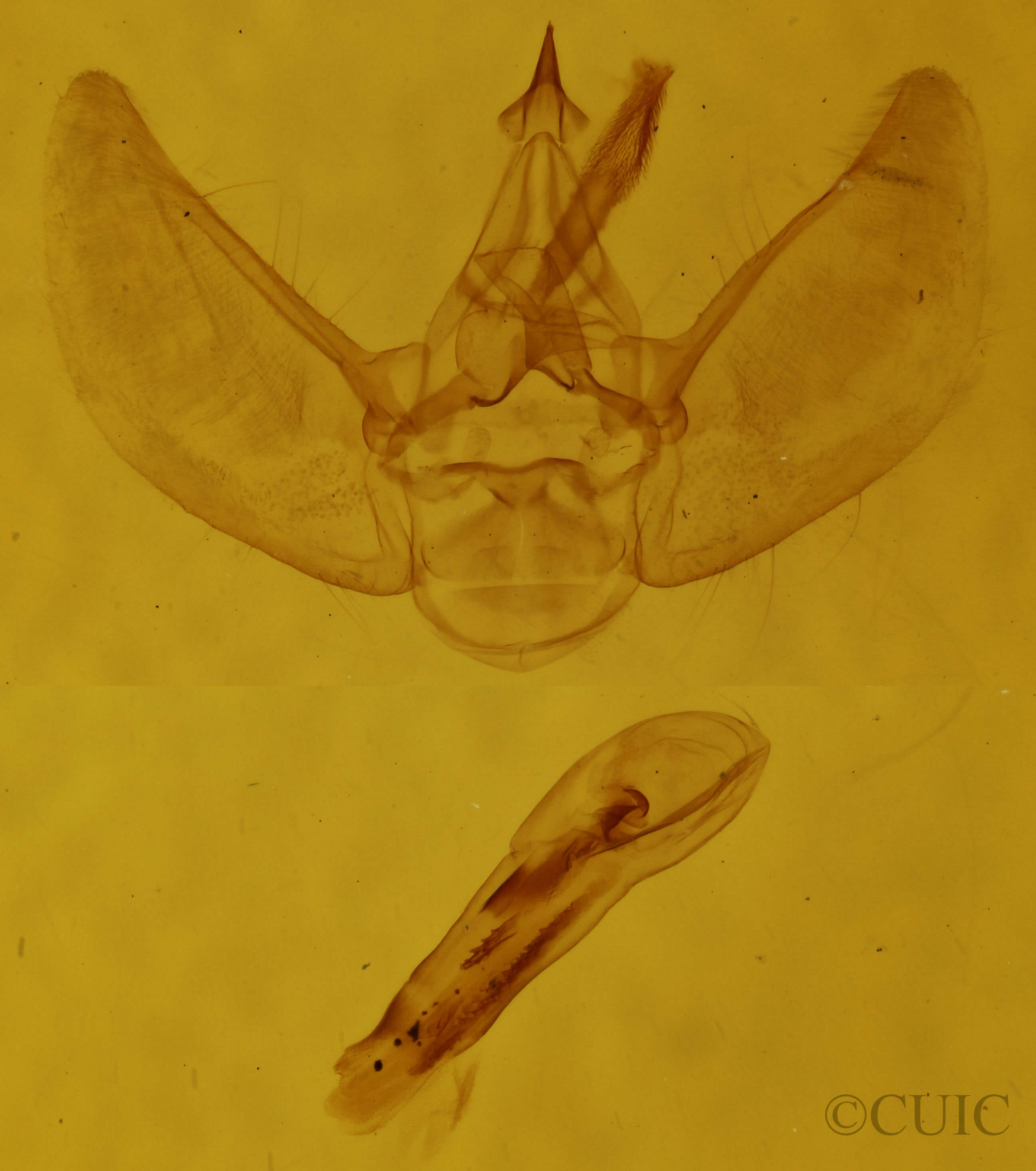 genitalia view of adult Eupithecia indistincta