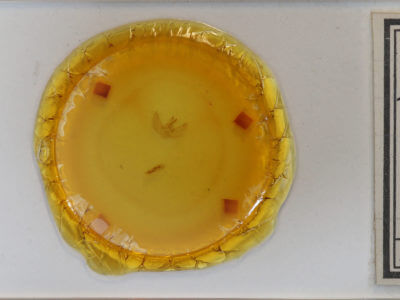 slide view of adult Eupithecia indistincta