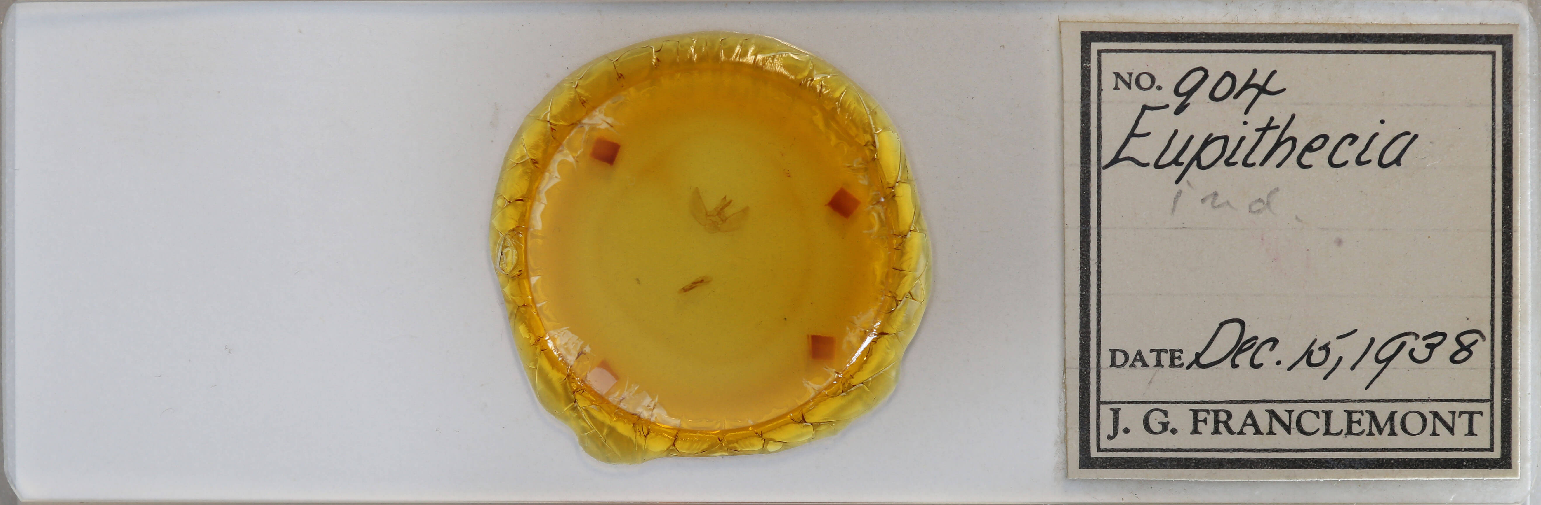 slide view of adult Eupithecia indistincta