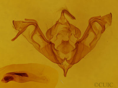 genitalia view of adult Eupsilia devia