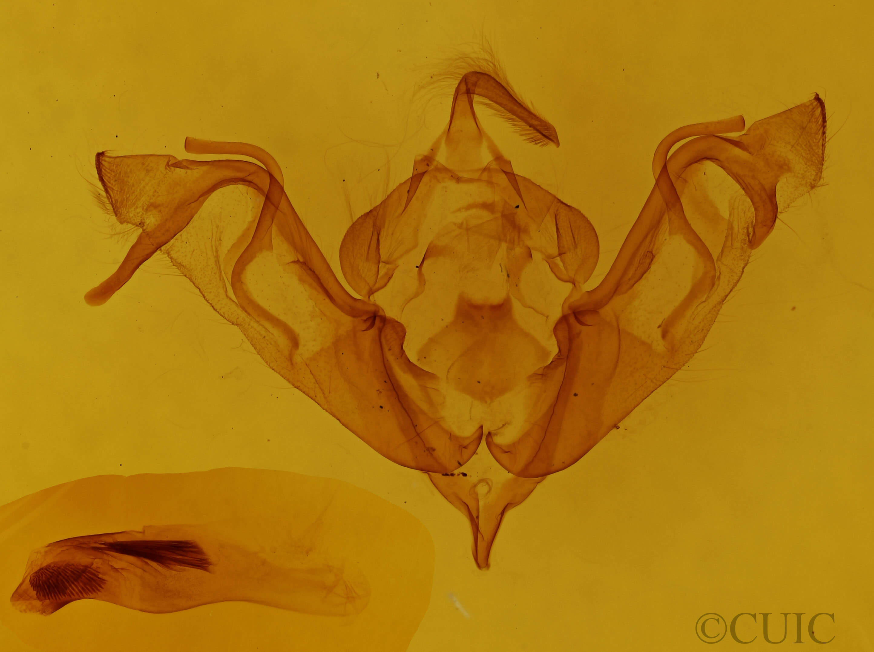 genitalia view of adult Eupsilia devia