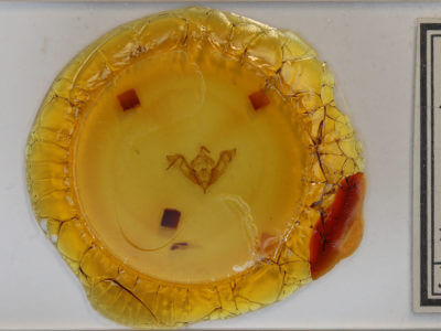 slide view of adult Eupsilia devia