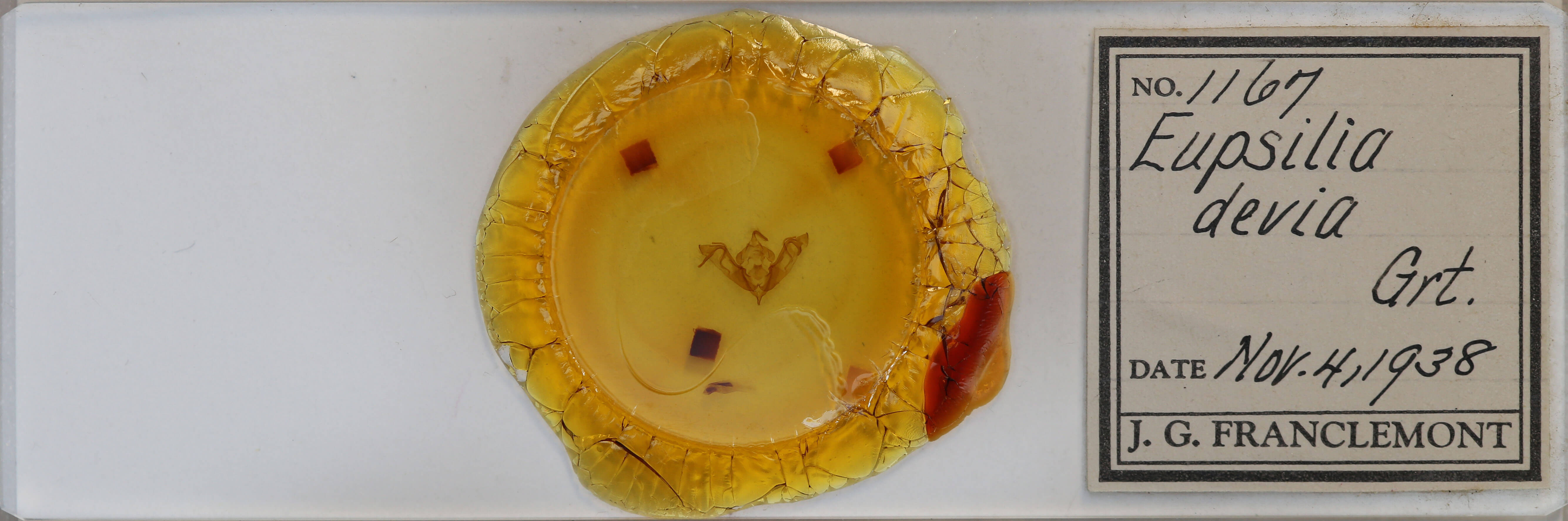 slide view of adult Eupsilia devia