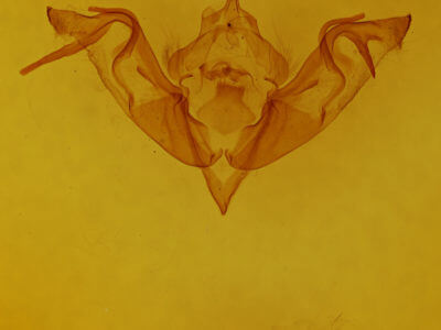 genitalia view of adult Eupsilia devia