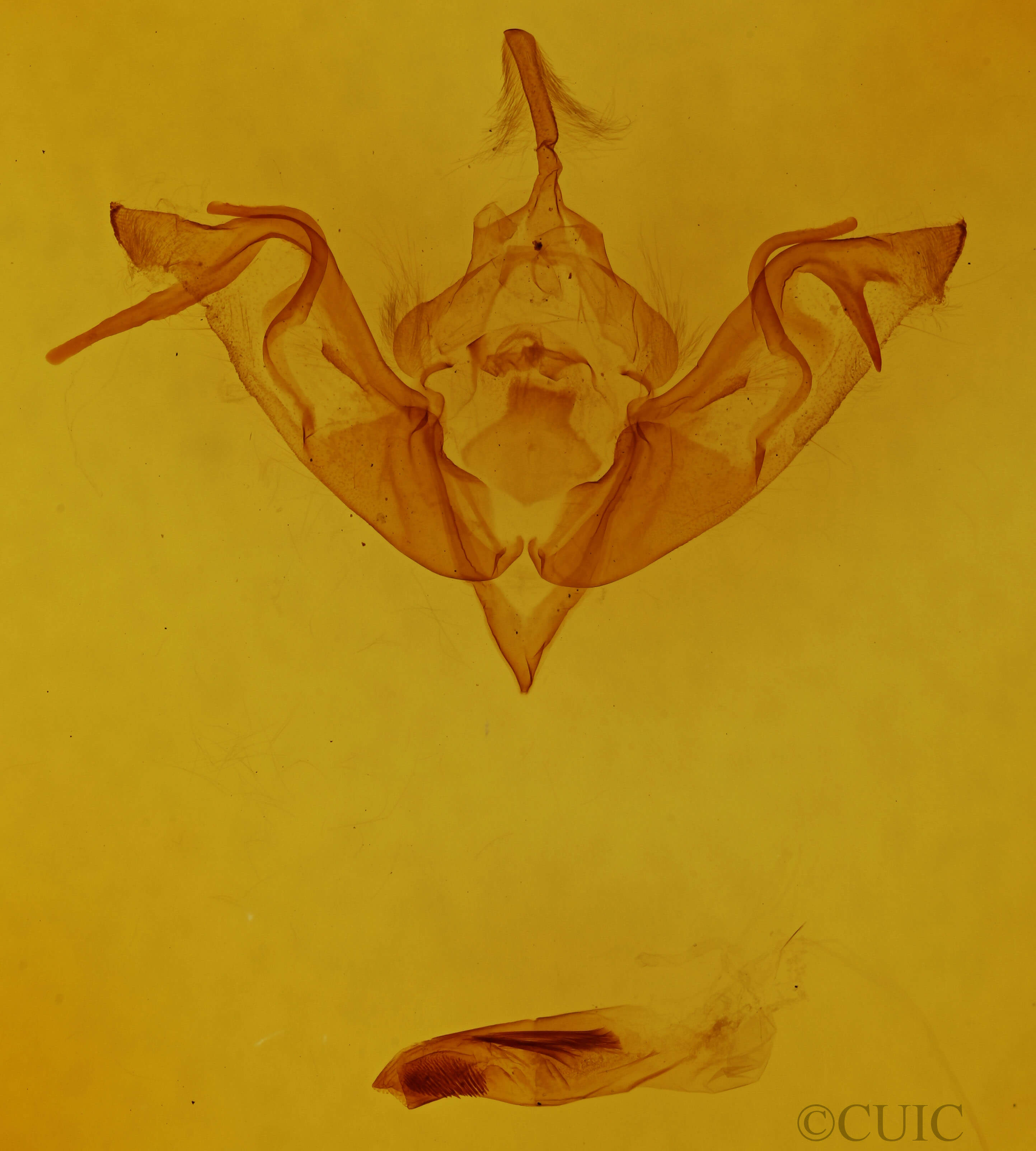 genitalia view of adult Eupsilia devia