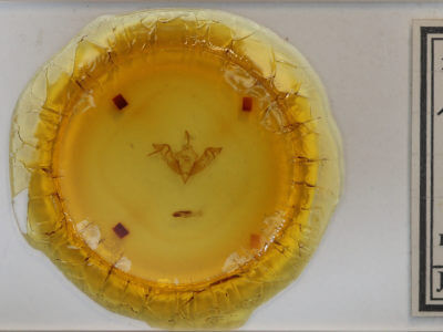 slide view of adult Eupsilia devia