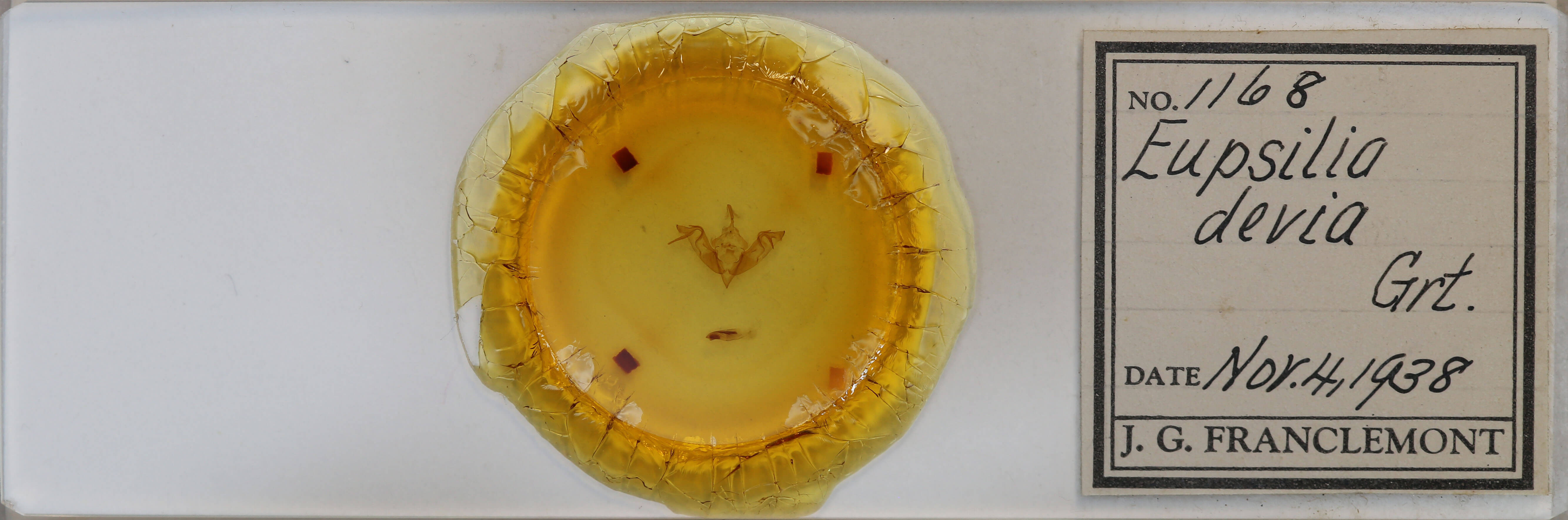 slide view of adult Eupsilia devia