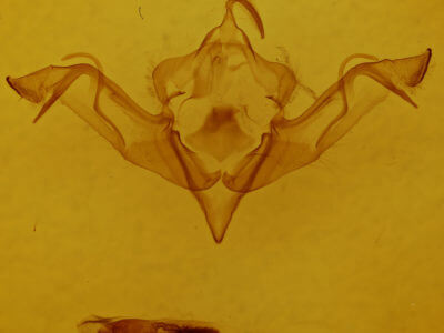 genitalia view of adult Eupsilia morrisoni