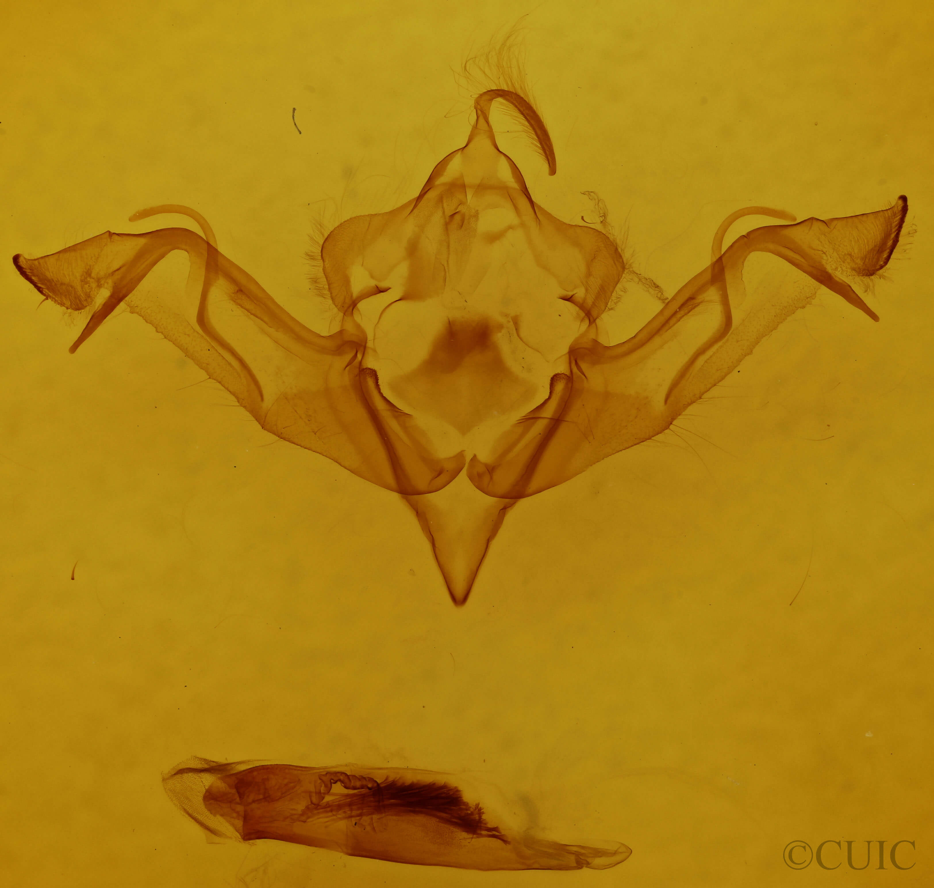 genitalia view of adult Eupsilia morrisoni