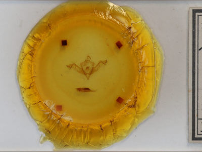 slide view of adult Eupsilia morrisoni