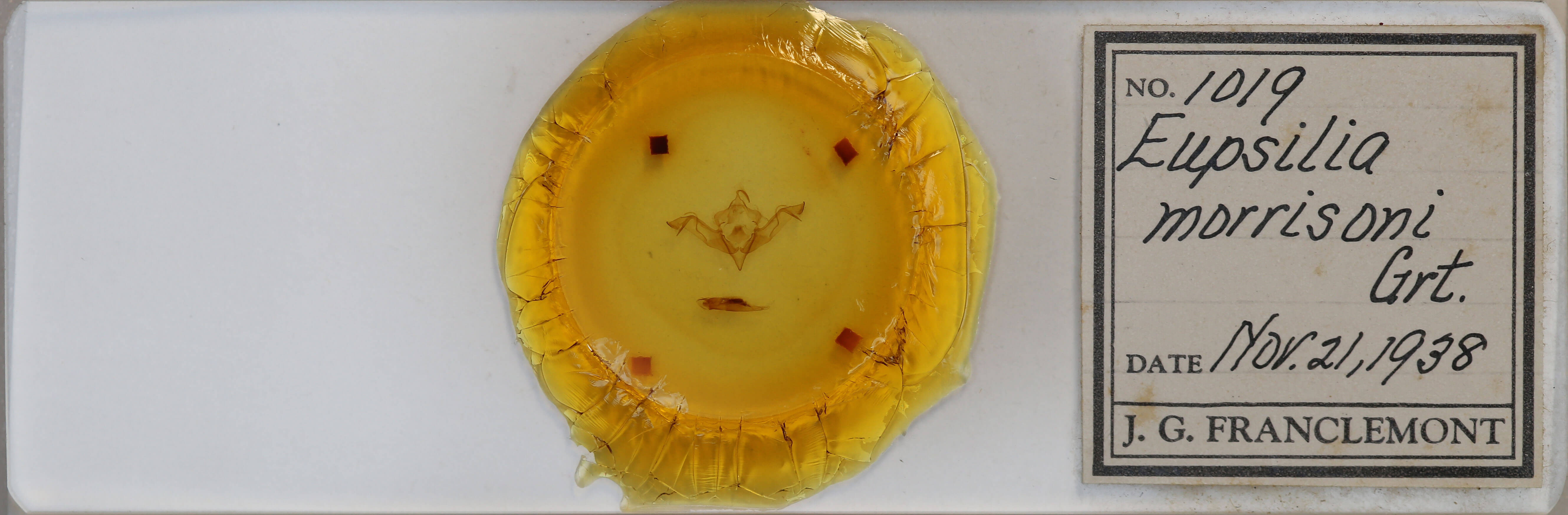 slide view of adult Eupsilia morrisoni