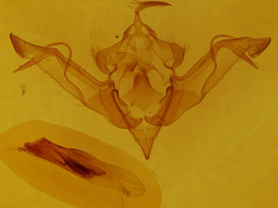 genitalia view of adult Eupsilia morrisoni