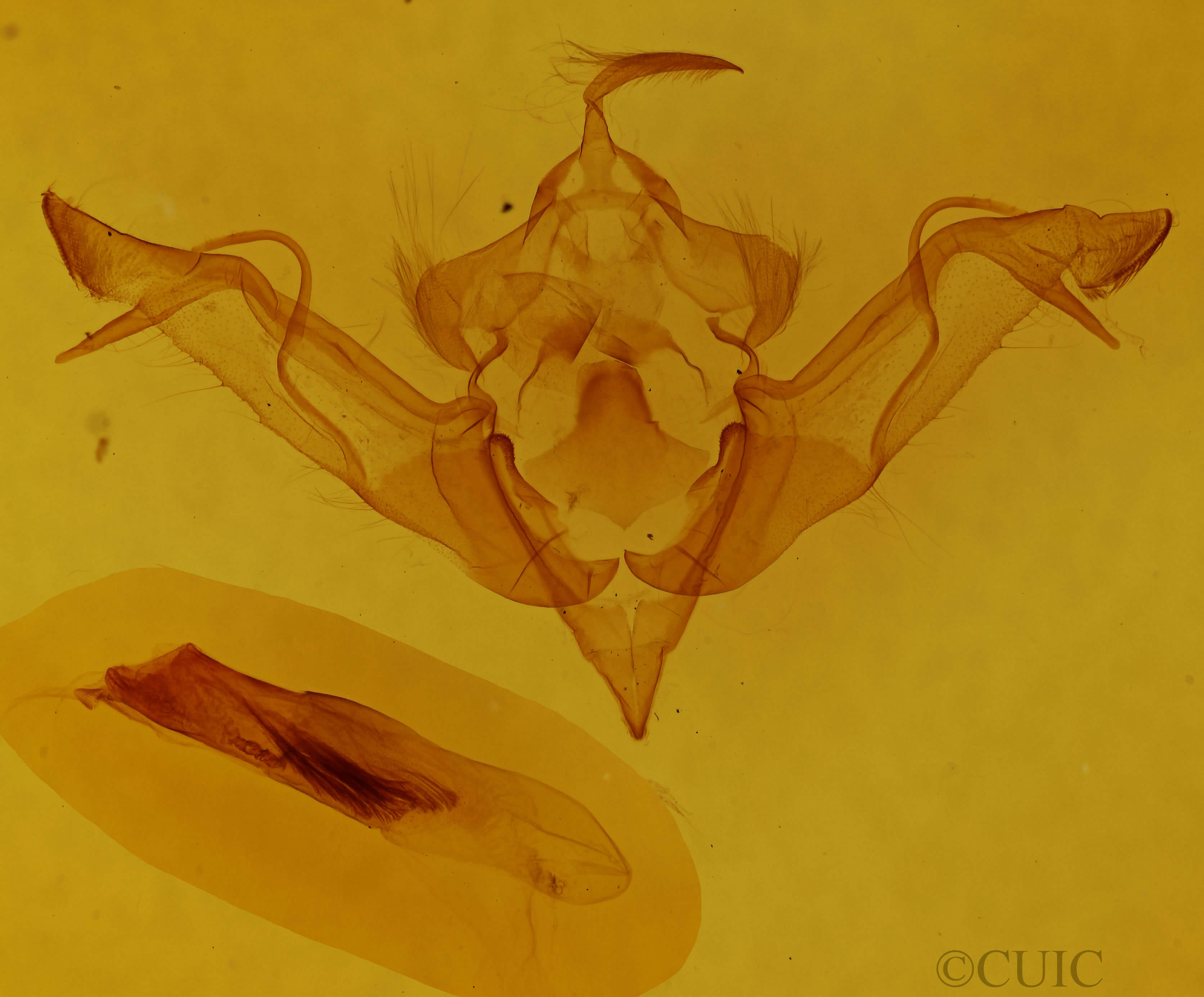 genitalia view of adult Eupsilia morrisoni