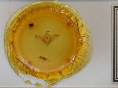 slide view of adult Eupsilia morrisoni