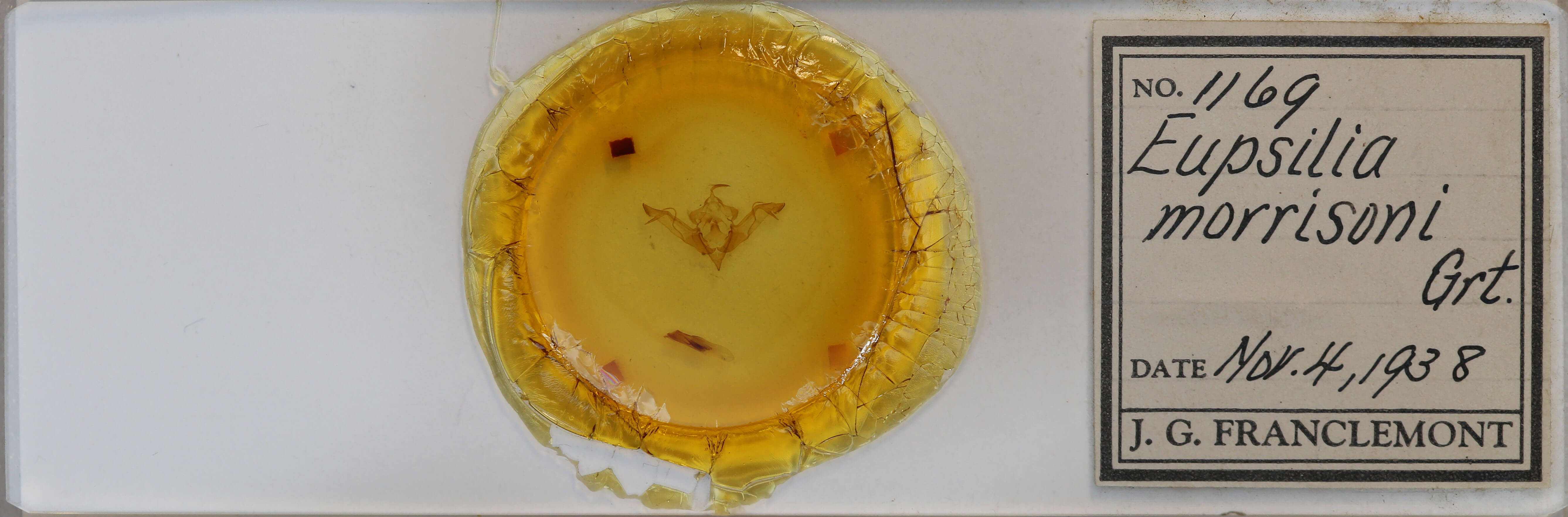 slide view of adult Eupsilia morrisoni