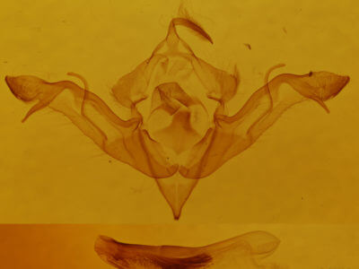 genitalia view of adult Eupsilia sidus