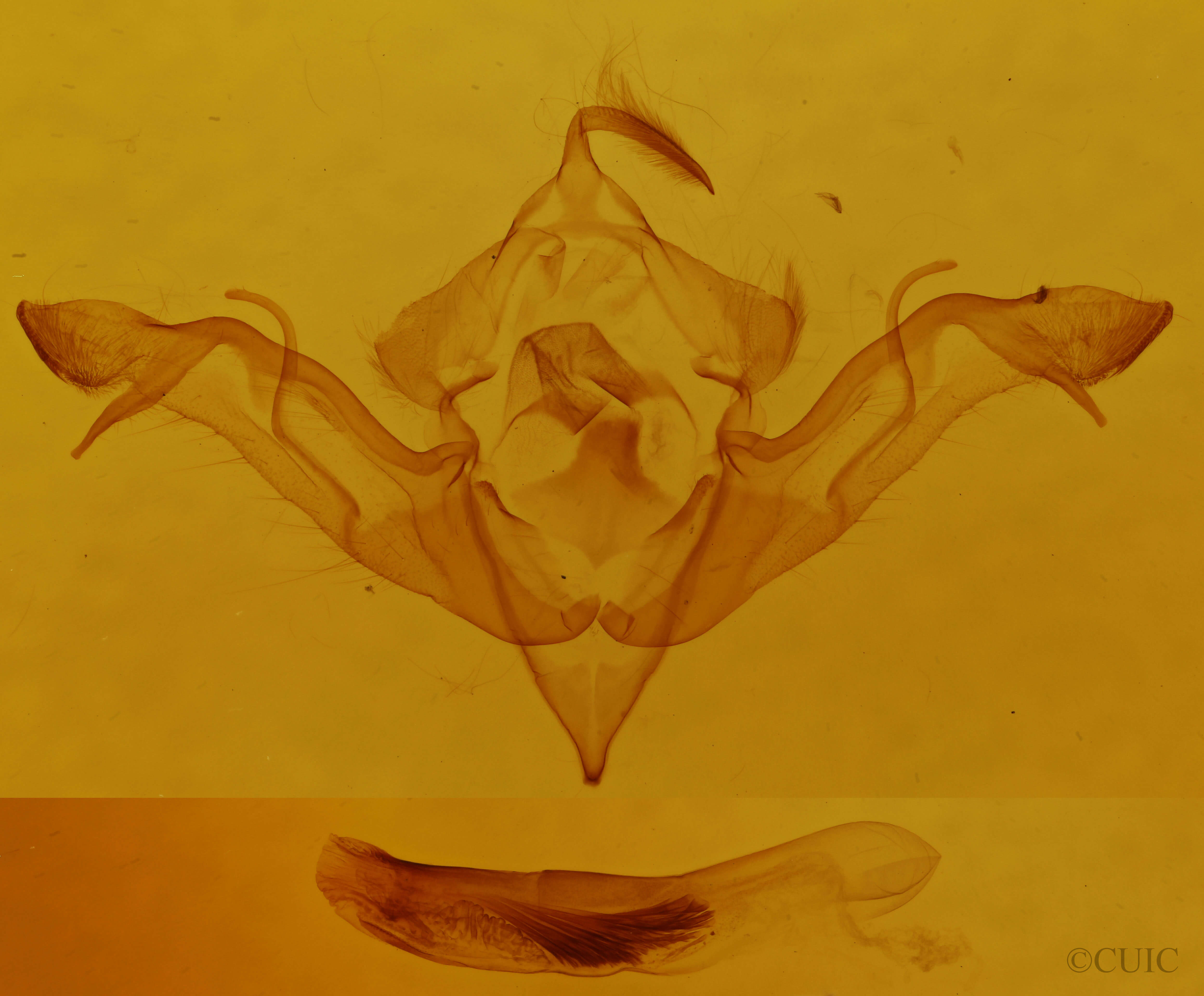genitalia view of adult Eupsilia sidus