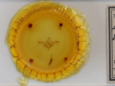 slide view of adult Eupsilia sidus