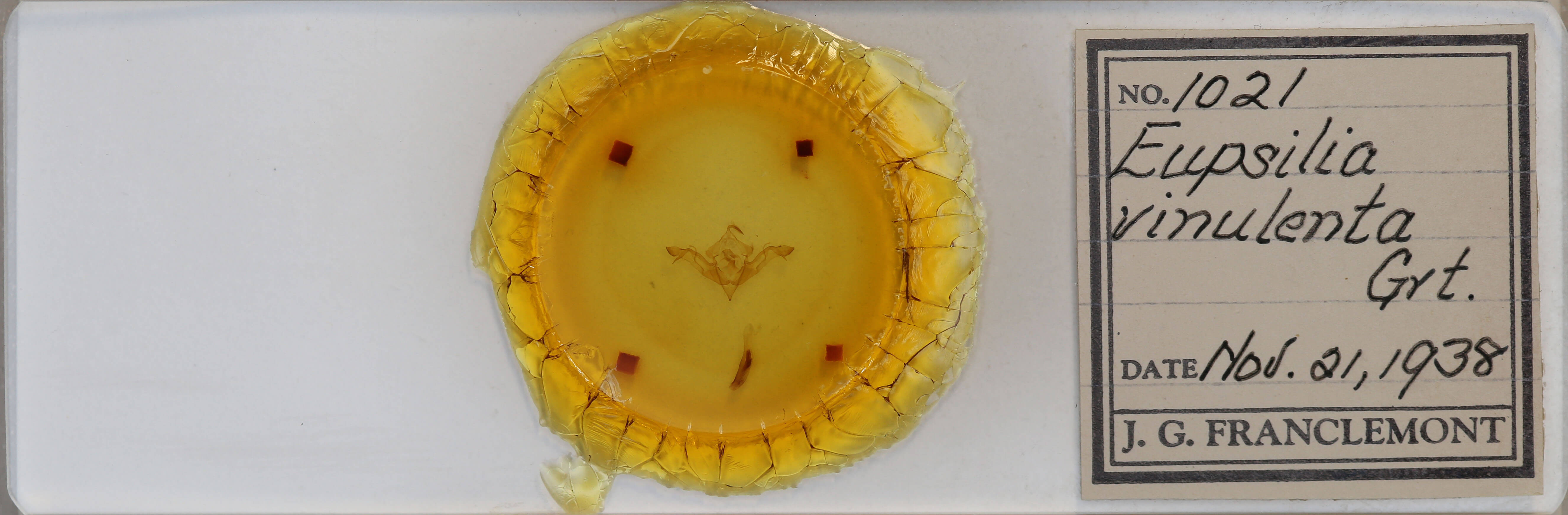 slide view of adult Eupsilia sidus