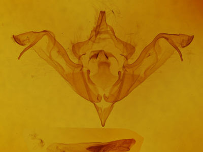 genitalia view of adult Eupsilia tristigmata