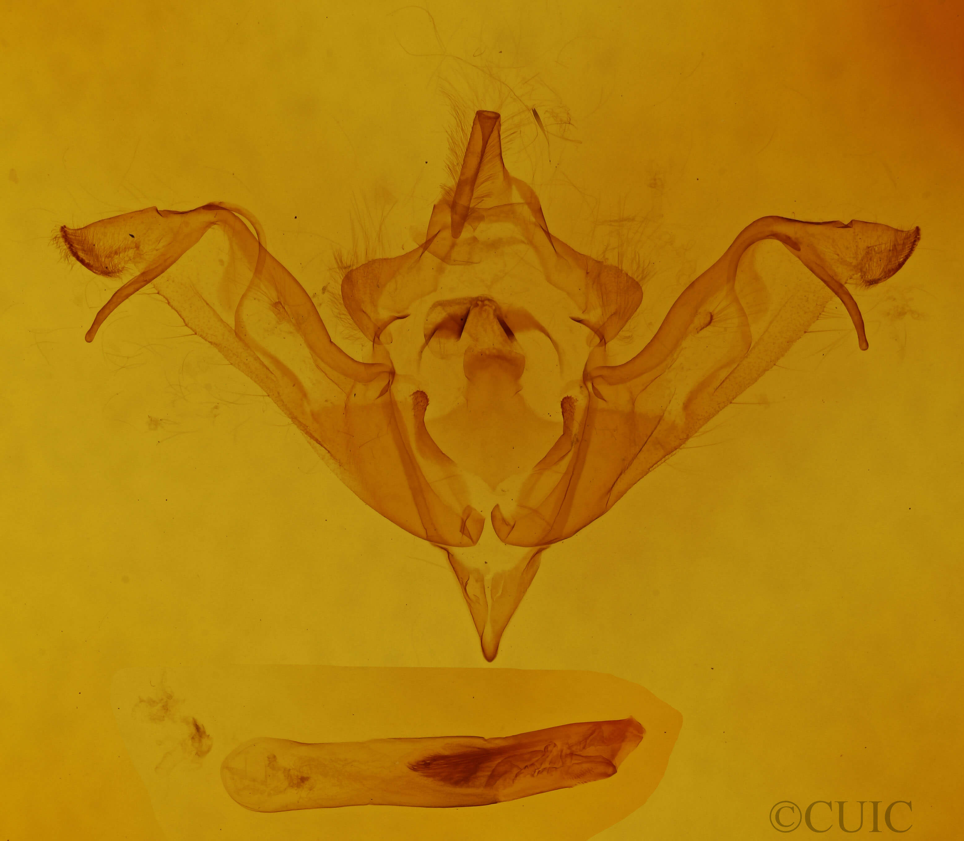 genitalia view of adult Eupsilia tristigmata