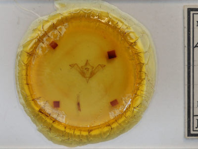 slide view of adult Eupsilia tristigmata