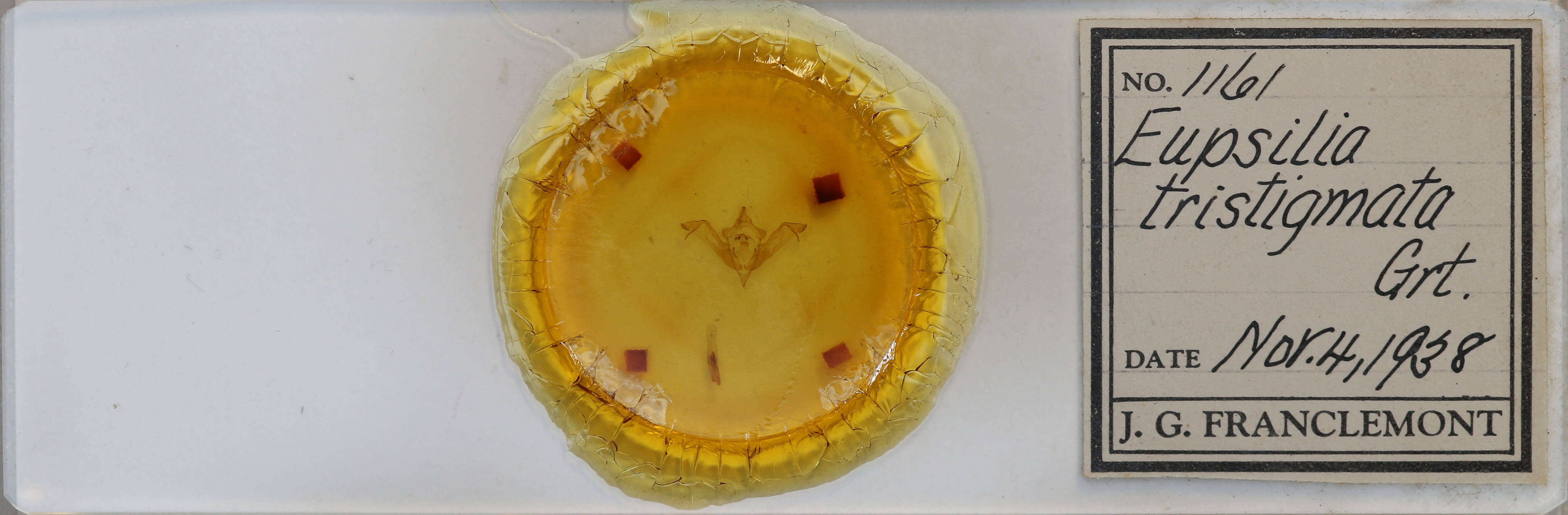 slide view of adult Eupsilia tristigmata