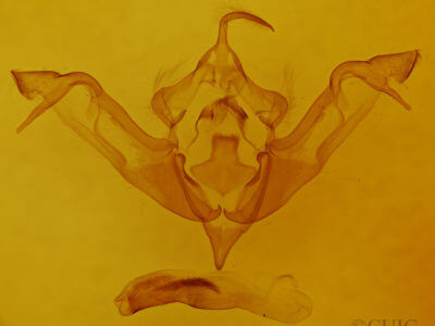 genitalia view of adult Eupsilia tristigmata