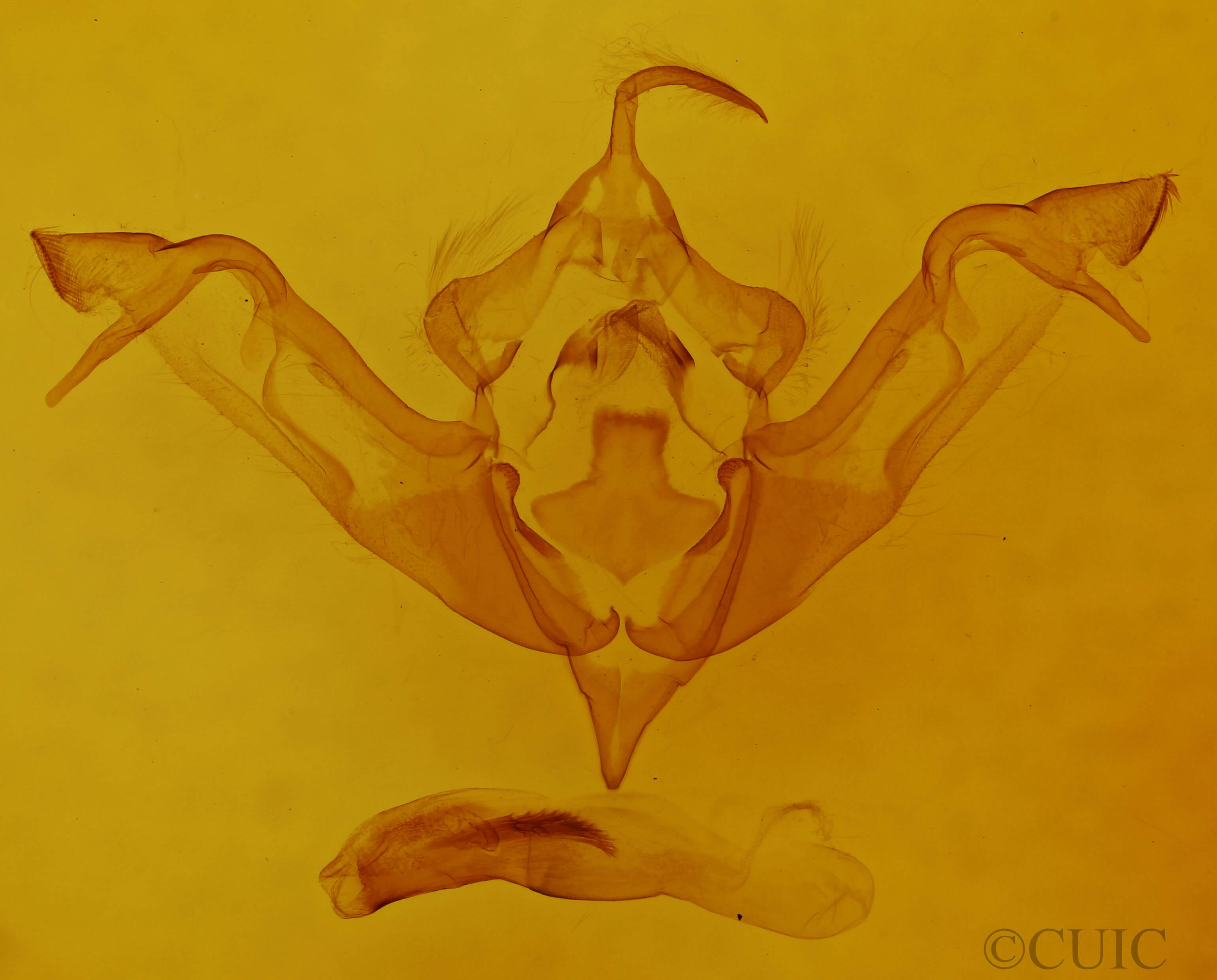 genitalia view of adult Eupsilia tristigmata