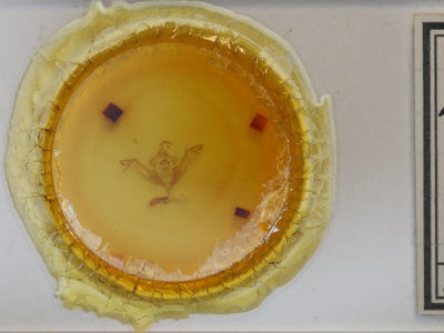 slide view of adult Eupsilia tristigmata