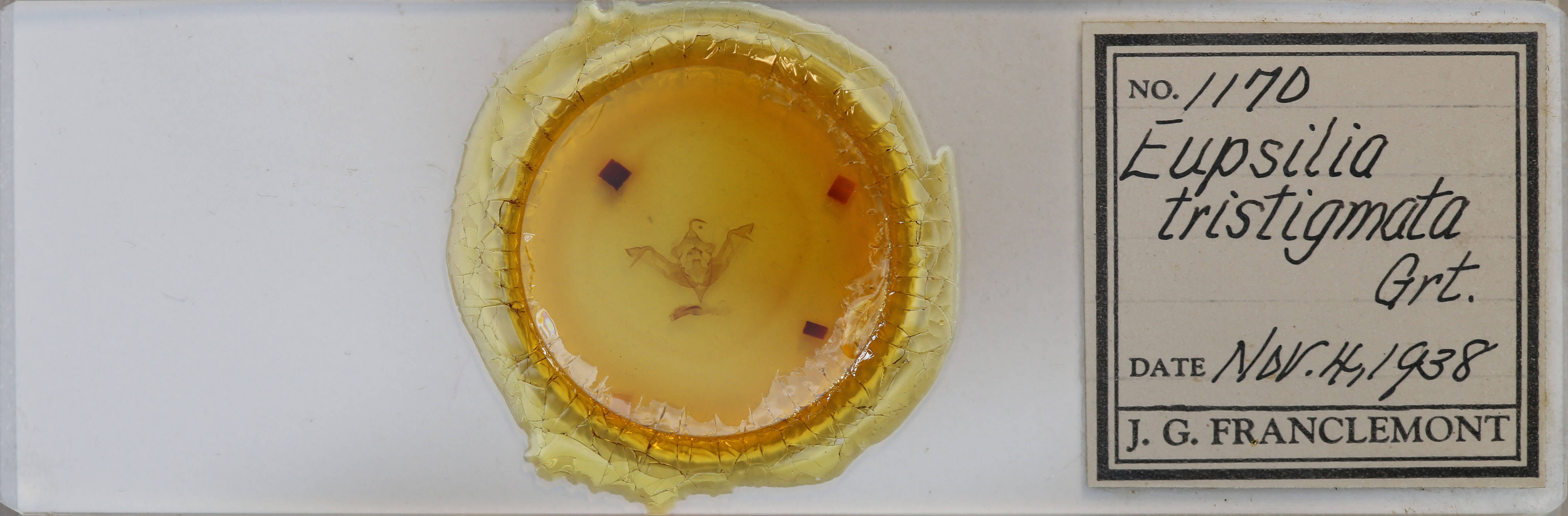 slide view of adult Eupsilia tristigmata