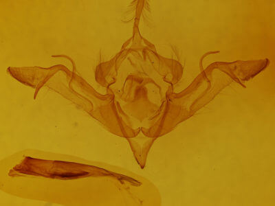 genitalia view of adult Eupsilia vinulenta