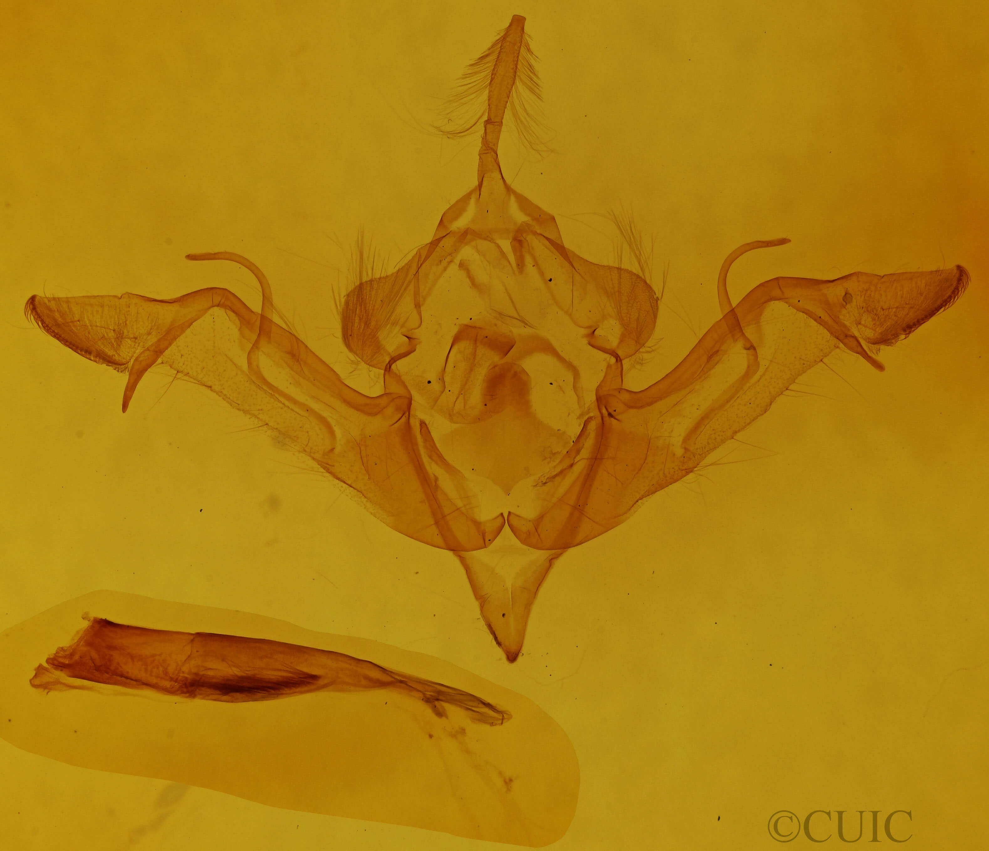 genitalia view of adult Eupsilia vinulenta