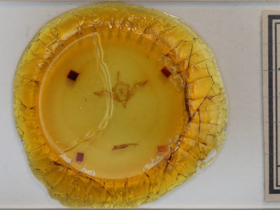 slide view of adult Eupsilia vinulenta