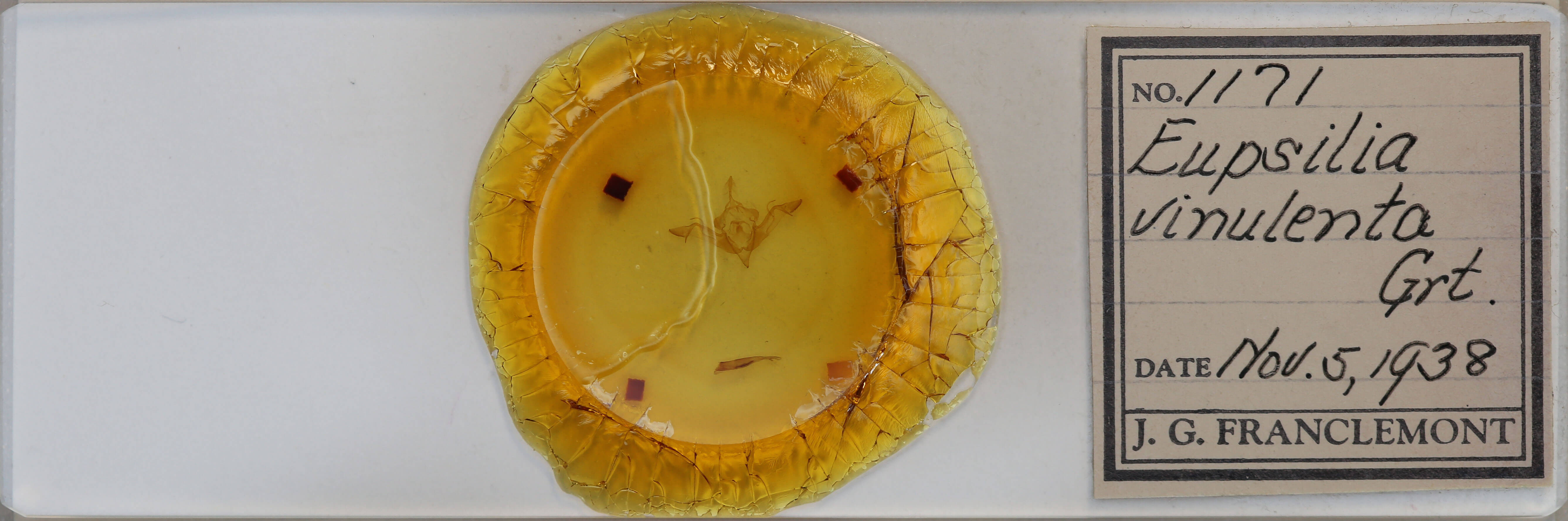 slide view of adult Eupsilia vinulenta