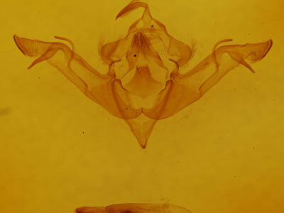 genitalia view of adult Eupsilia vinulenta