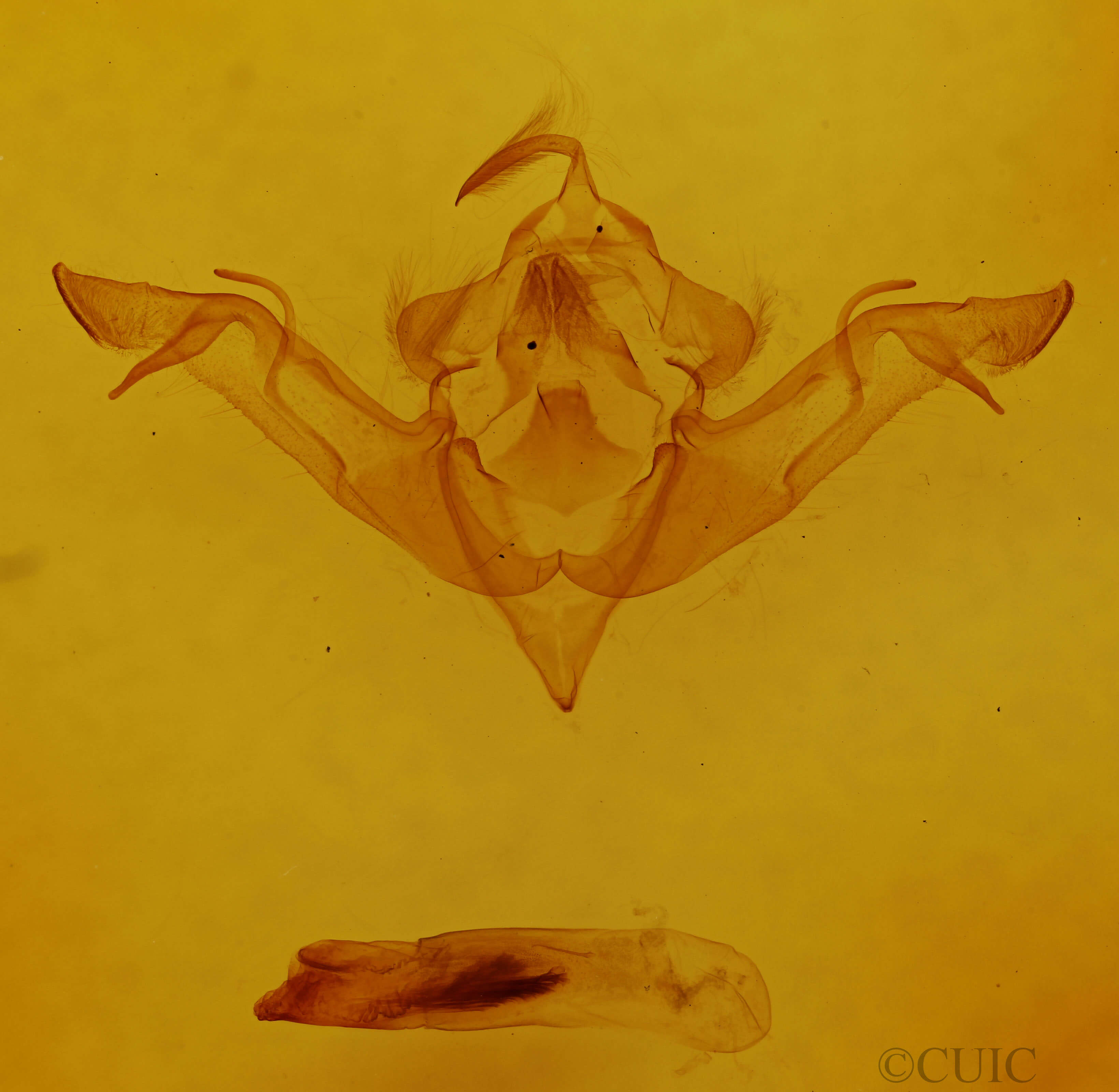 genitalia view of adult Eupsilia vinulenta