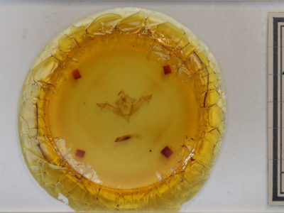 slide view of adult Eupsilia vinulenta