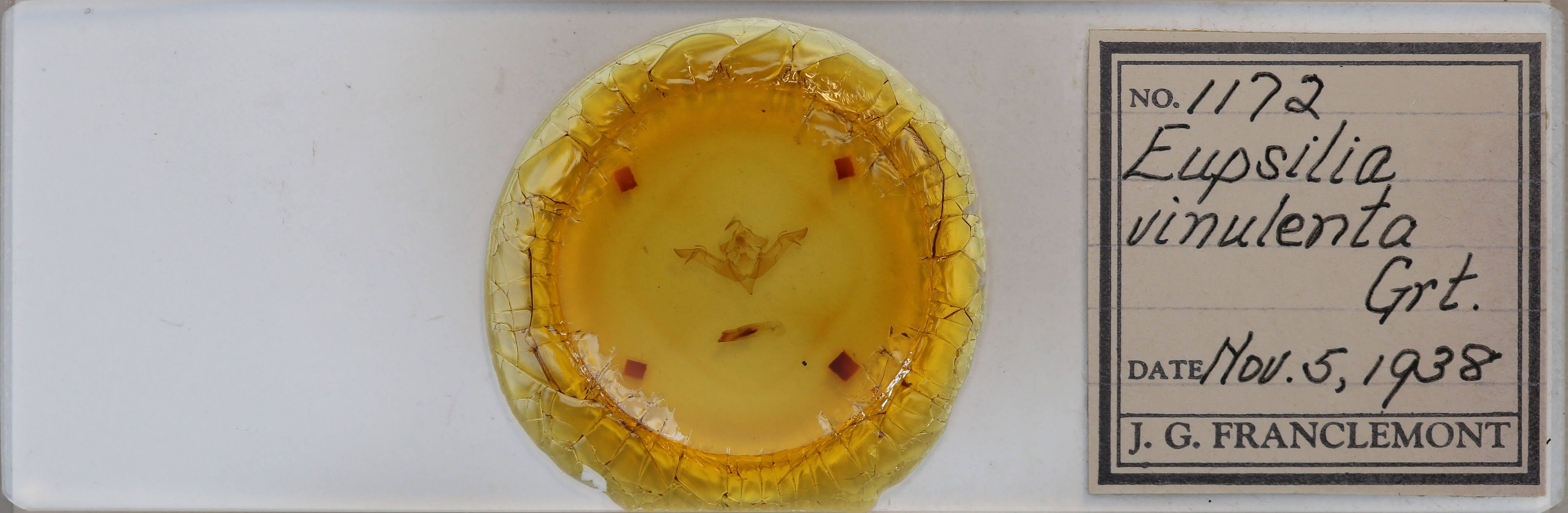 slide view of adult Eupsilia vinulenta