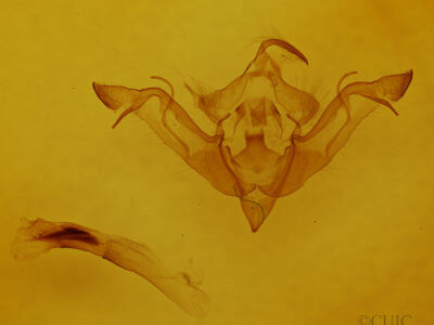 genitalia view of adult Eupsilia vinulenta