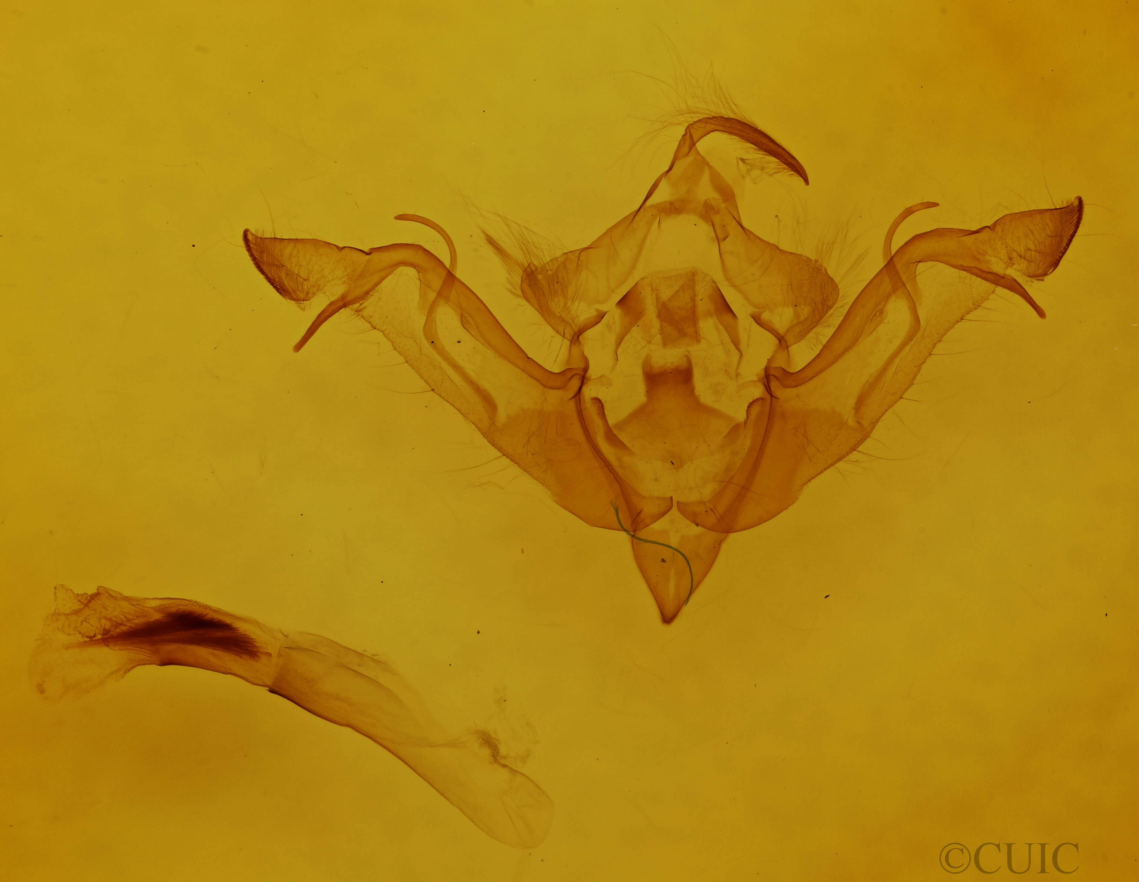 genitalia view of adult Eupsilia vinulenta