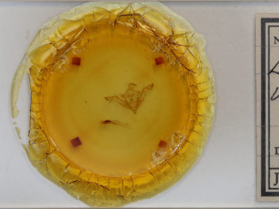 slide view of adult Eupsilia vinulenta