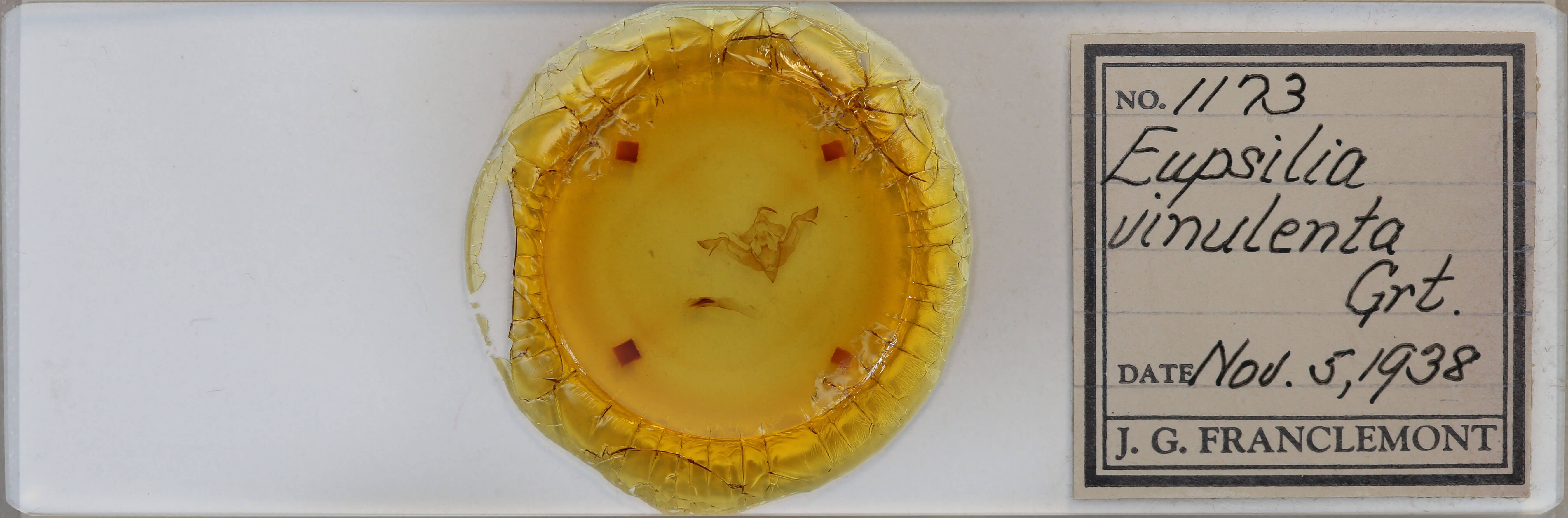 slide view of adult Eupsilia vinulenta