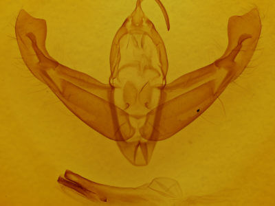 genitalia view of adult Eurois occulta