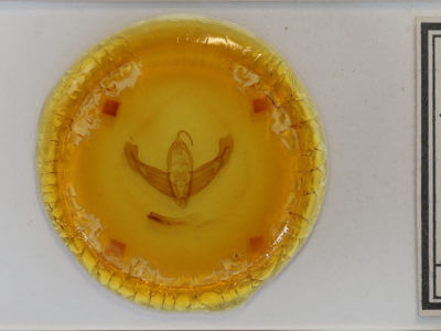 slide view of adult Eurois occulta