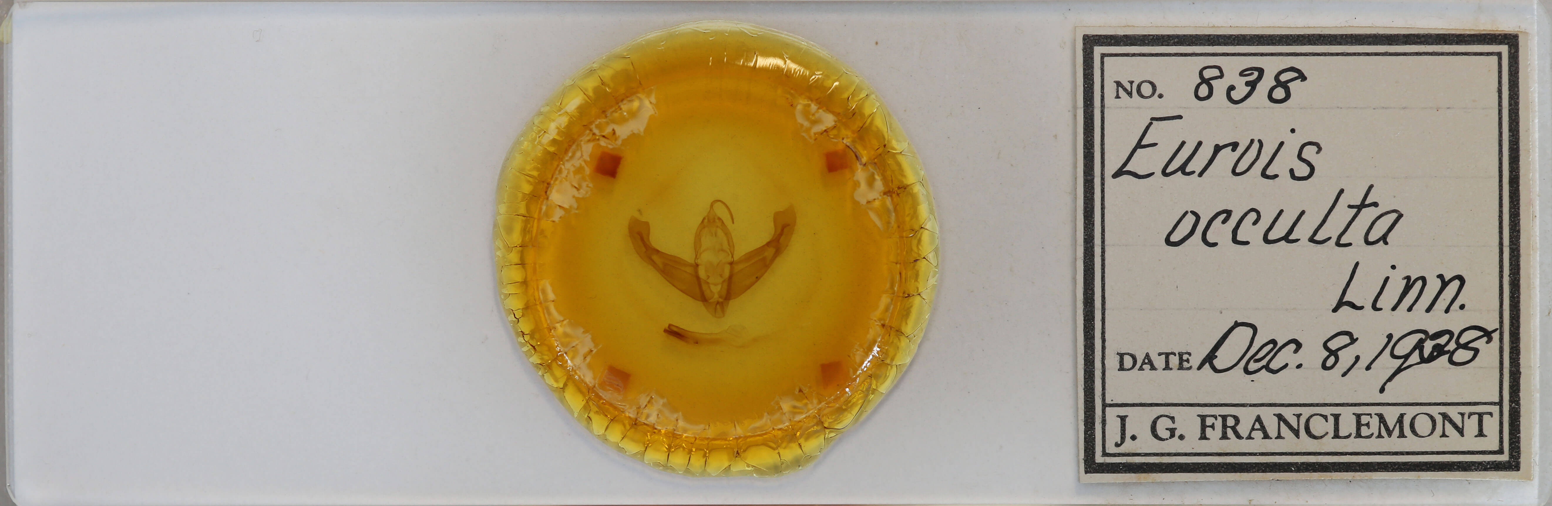 slide view of adult Eurois occulta